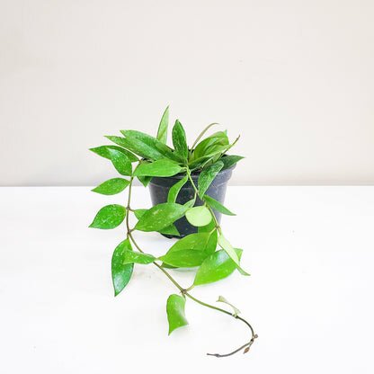Hoya gracilis (memoria)