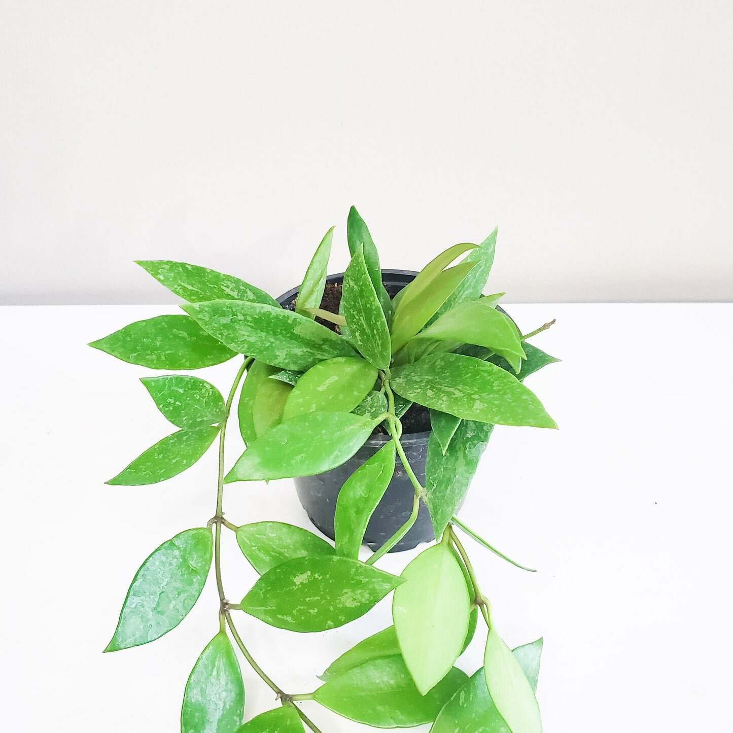 Hoya gracilis (memoria)