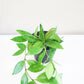Hoya gracilis (memoria)