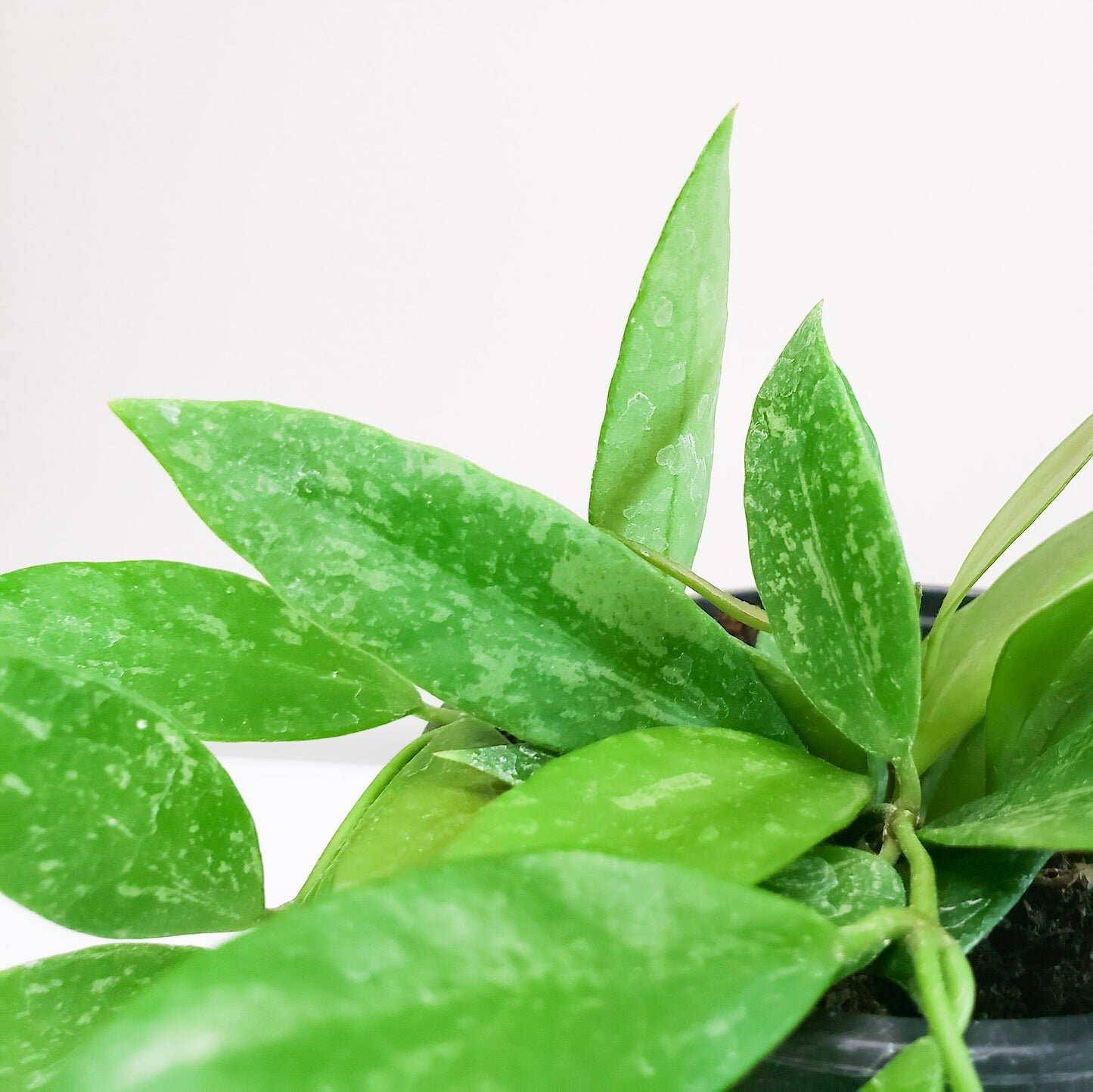 Hoya gracilis (memoria)