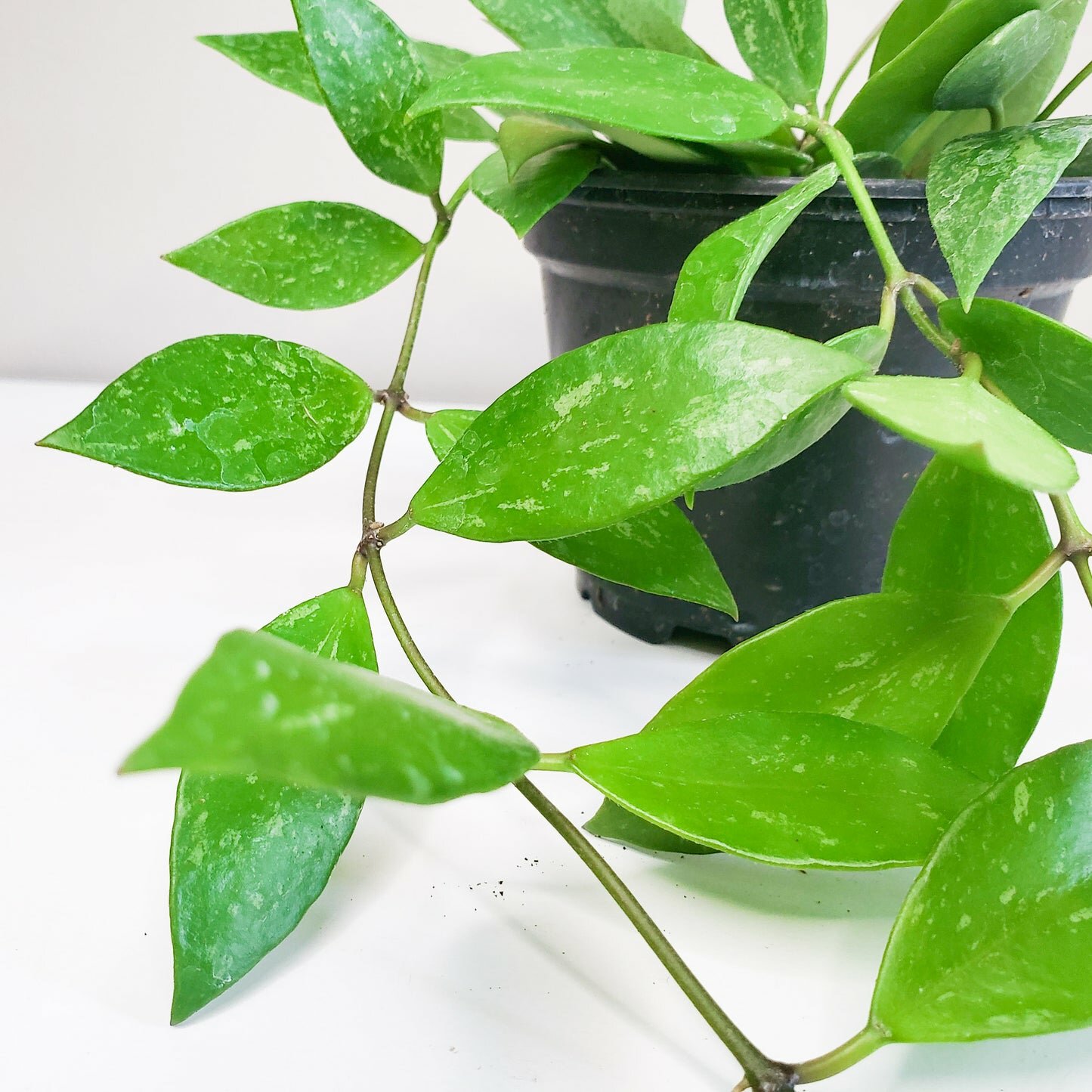 Hoya gracilis (memoria)
