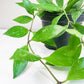 Hoya gracilis (memoria)