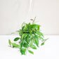 Hoya gracilis (memoria)