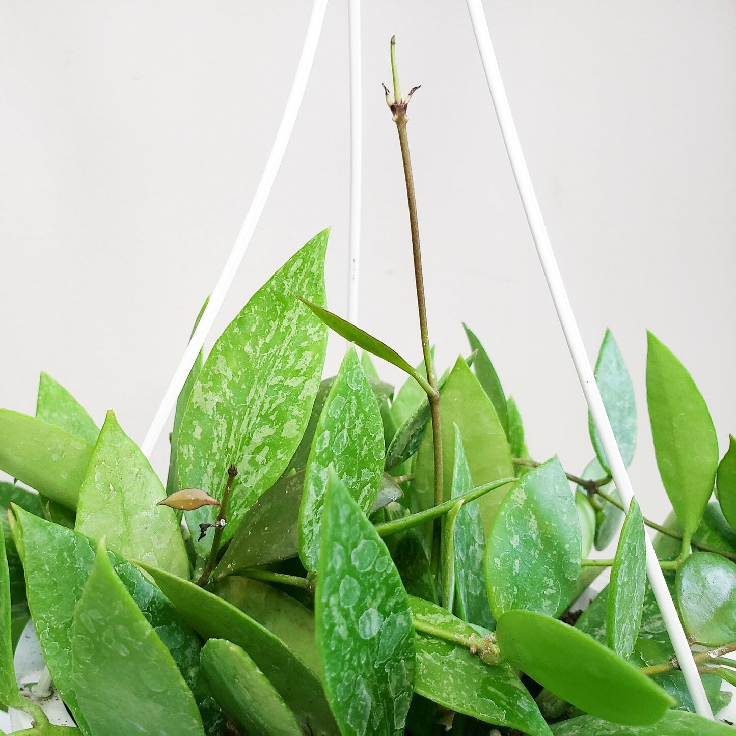 Hoya gracilis (memoria)