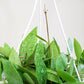 Hoya gracilis (memoria)