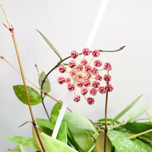 Hoya gracilis (memoria)