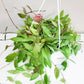 Hoya gracilis (memoria)