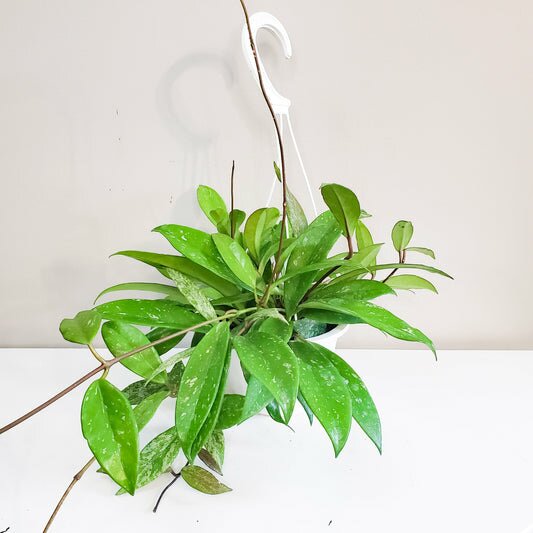 Hoya pubicalyx