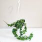 Hoya carnosa Compacta - Hindu rope