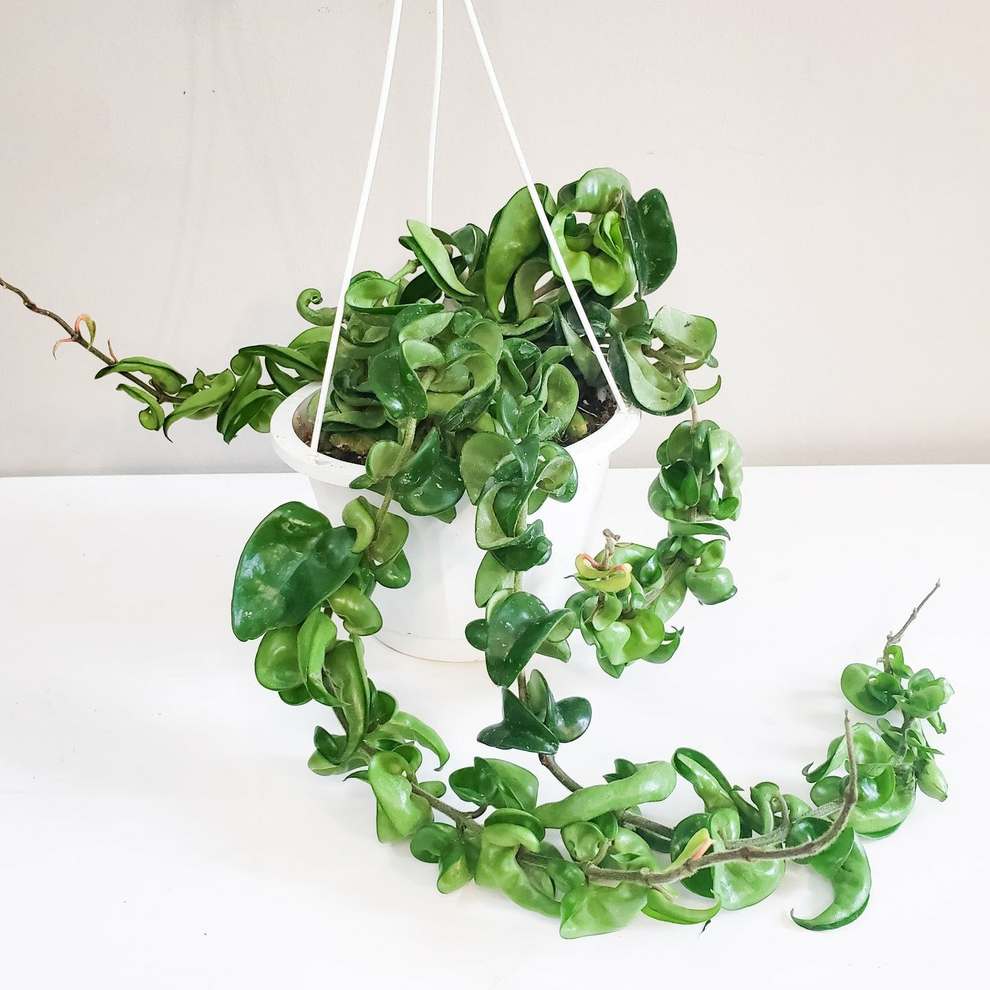 Hoya carnosa Compacta - Hindu rope