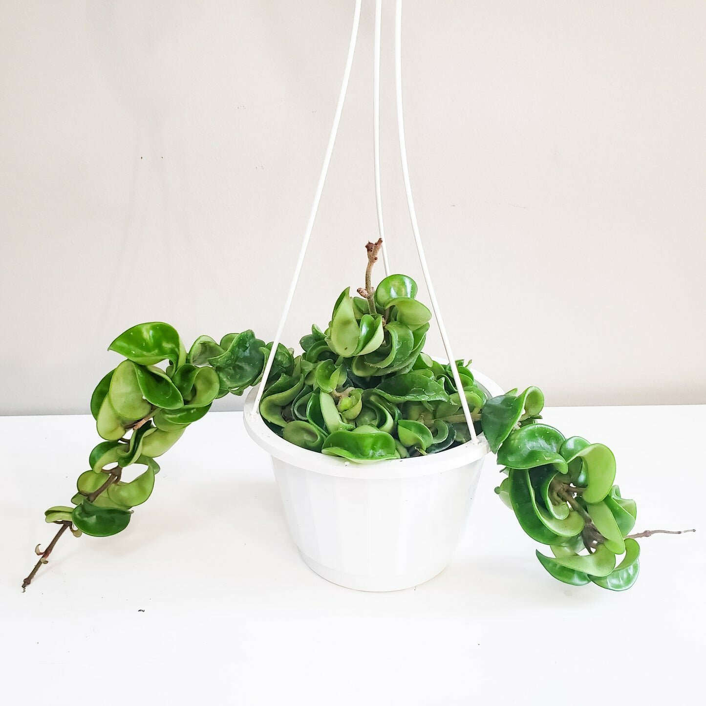 Hoya carnosa Compacta - Hindu rope