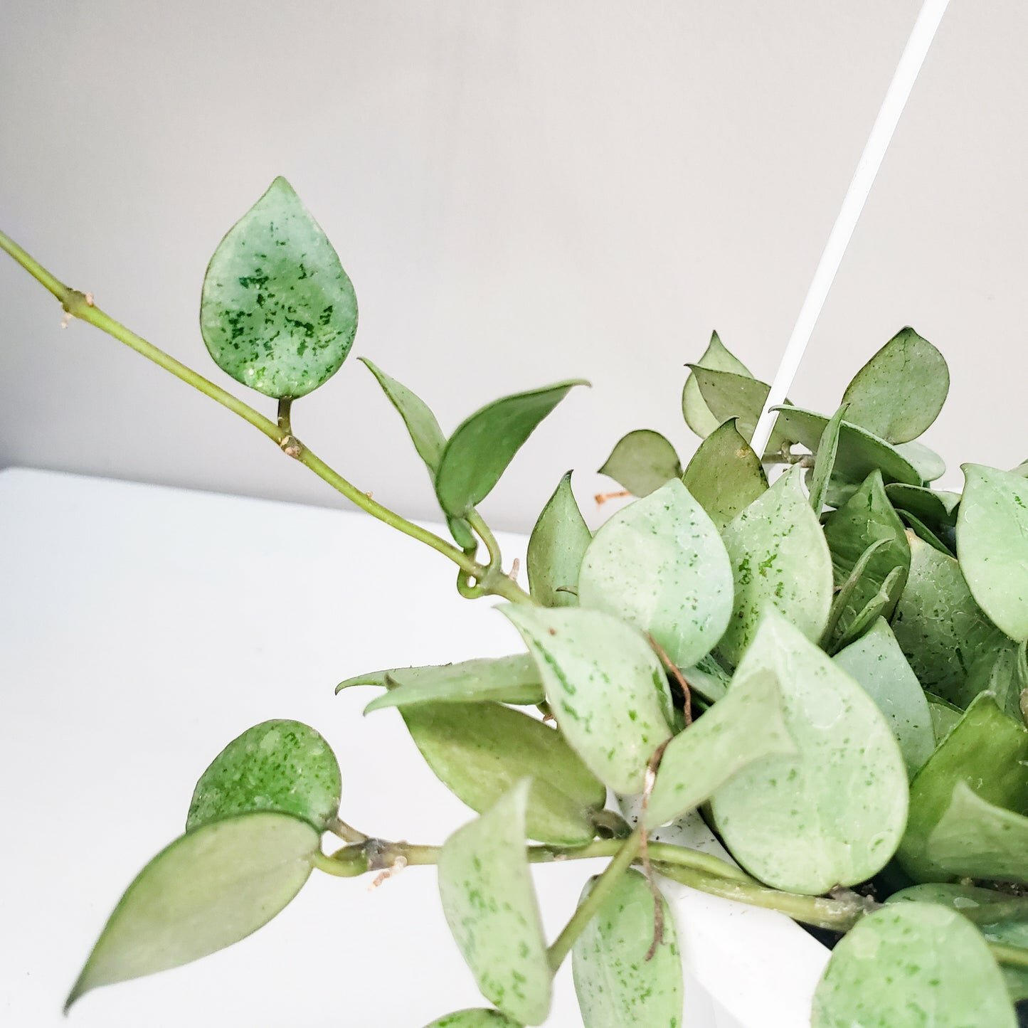Hoya krohniana