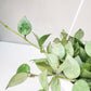 Hoya krohniana