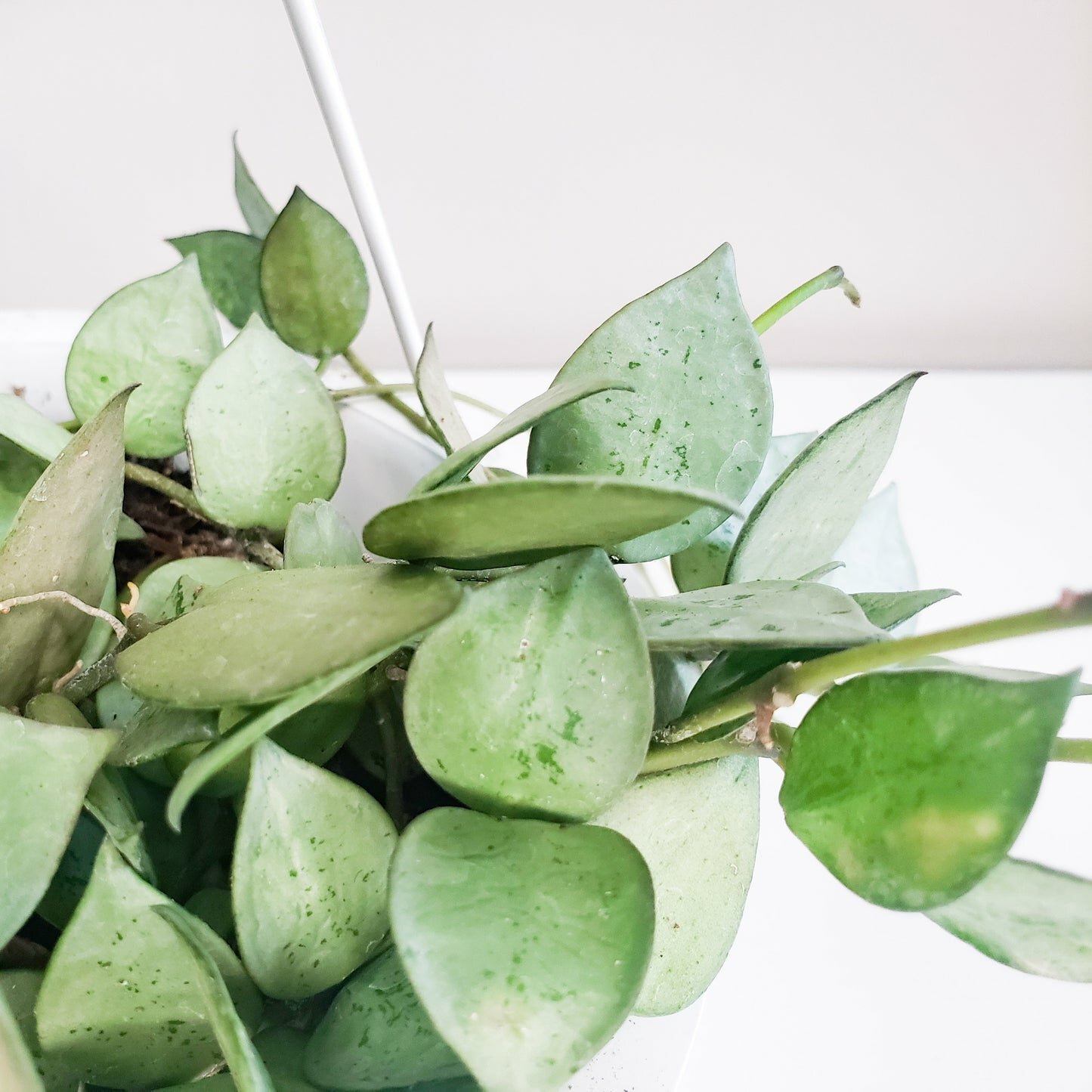 Hoya krohniana