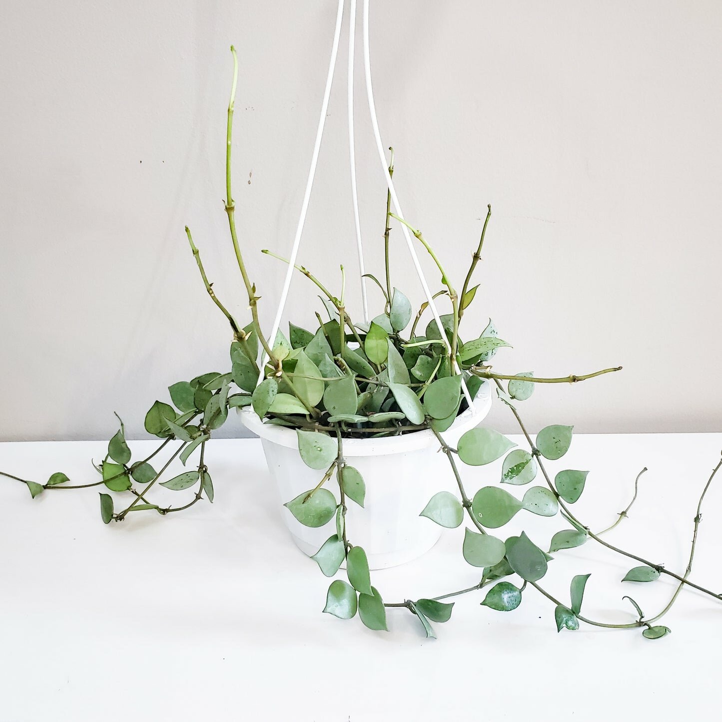 Hoya krohniana