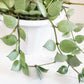 Hoya krohniana