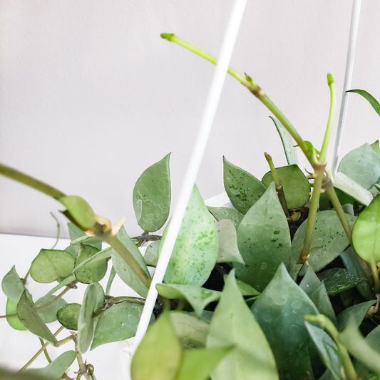 Hoya krohniana