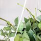 Hoya krohniana