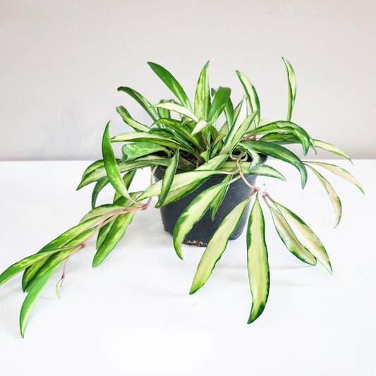 Hoya wayetii variegata