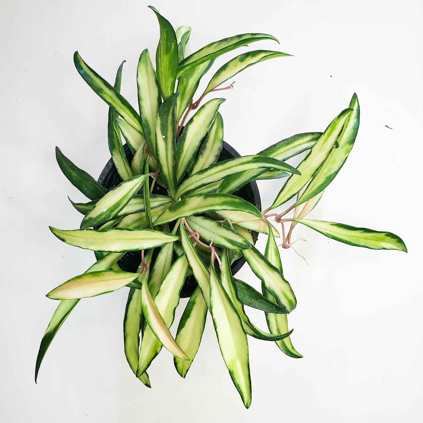 Hoya wayetii variegata