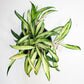 Hoya wayetii variegata