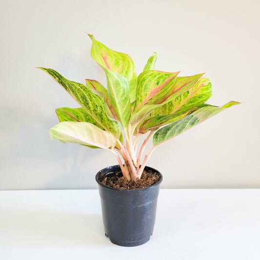 Aglaonema commutatum - Golden Papaya