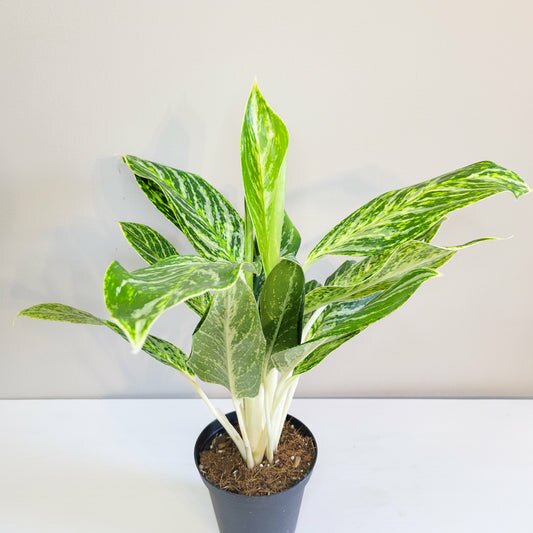 Aglaonema commutatum - Golden Madonna
