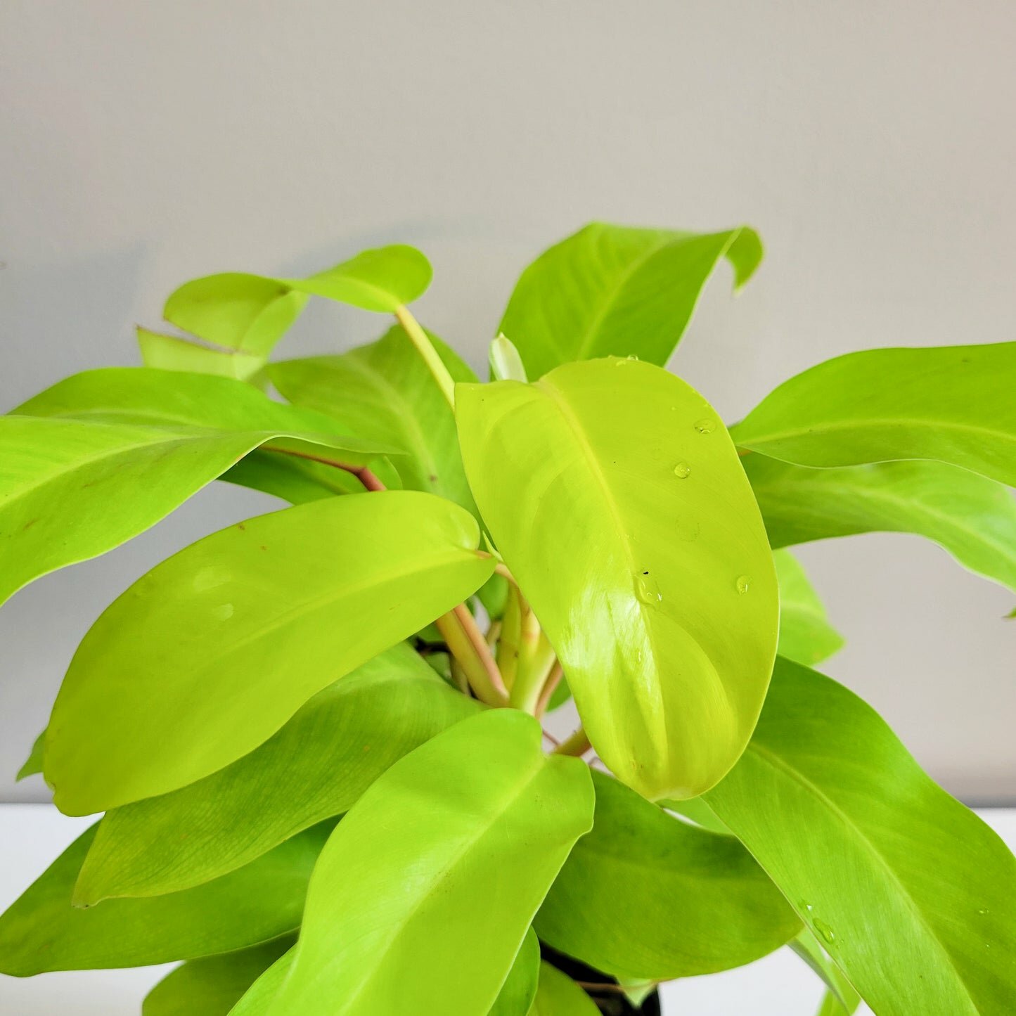 Philodendron Lemon Lime (upright)
