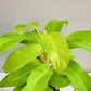 Philodendron Lemon Lime (upright)