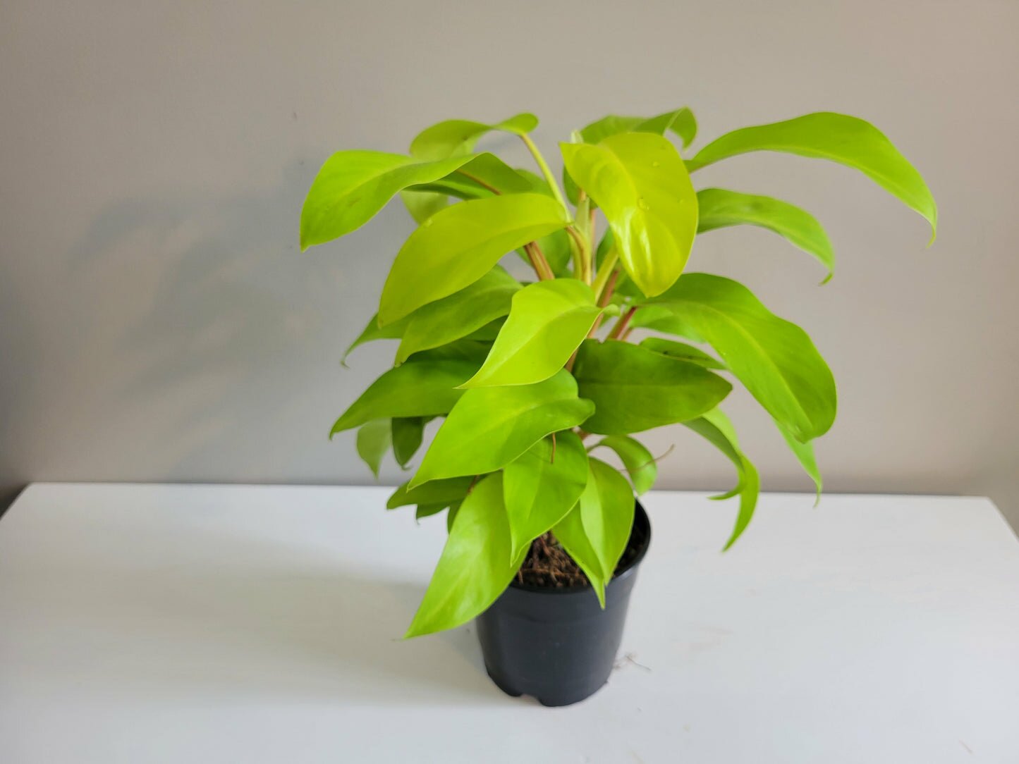 Philodendron Lemon Lime (upright)