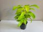 Philodendron Lemon Lime (upright)
