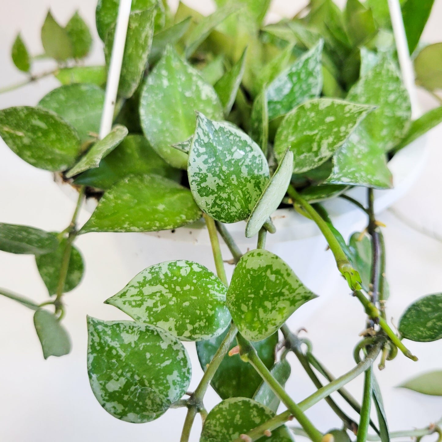 Hoya krohniana
