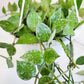 Hoya krohniana