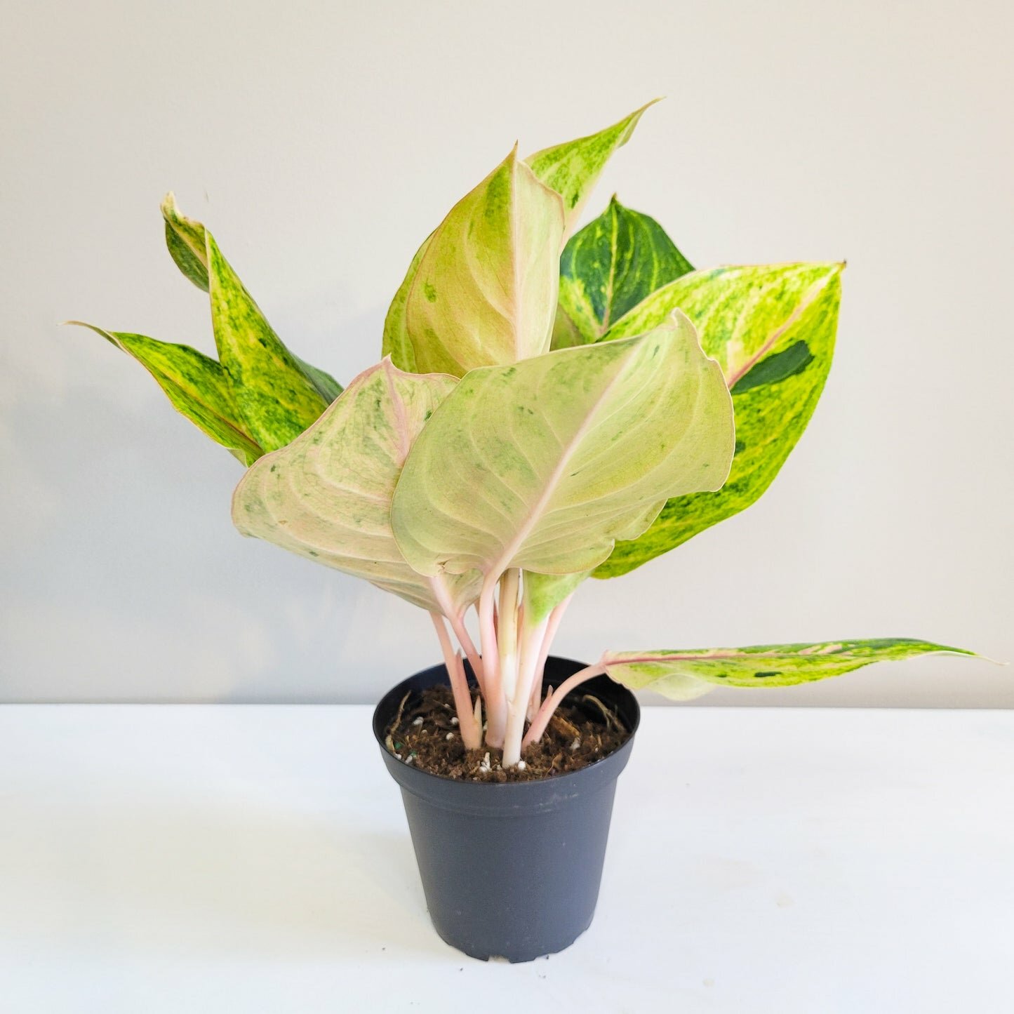 Aglaonema commutatum - Golden Papaya