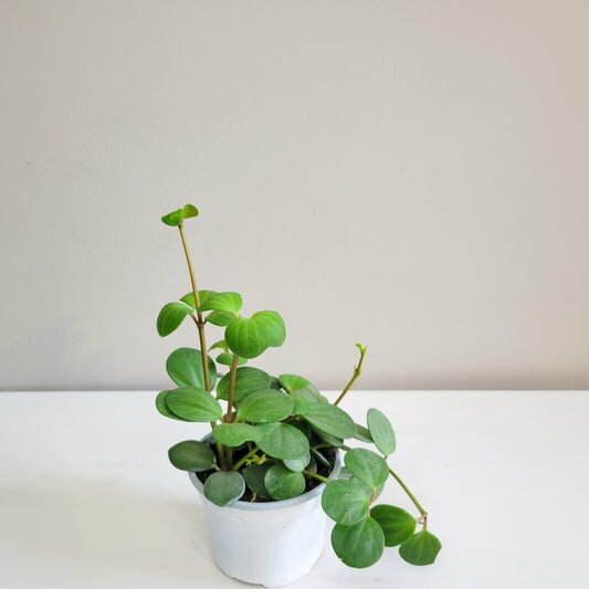 Peperomia Hope