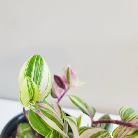 Tradescantia zebrina quadricolor
