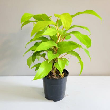 Philodendron Lemon Lime (upright)