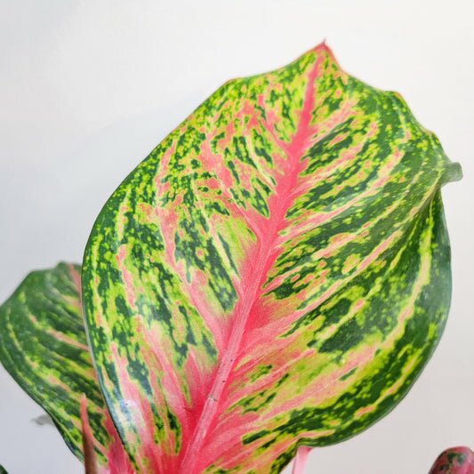 Aglaonema commutatum - Rubi