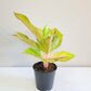 Aglaonema commutatum - Golden Papaya