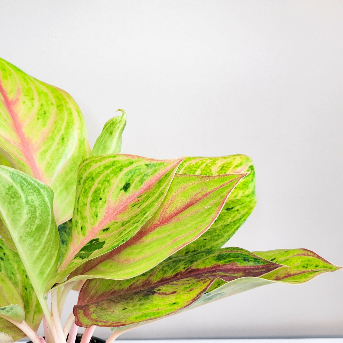 Aglaonema commutatum - Golden Papaya