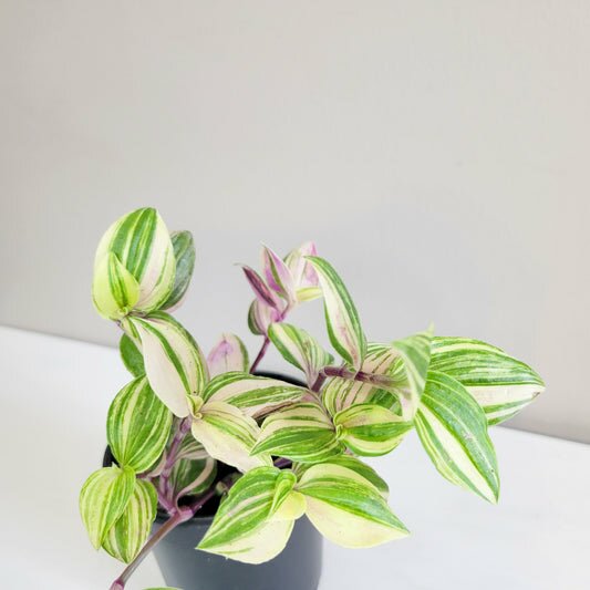 Tradescantia zebrina quadricolor