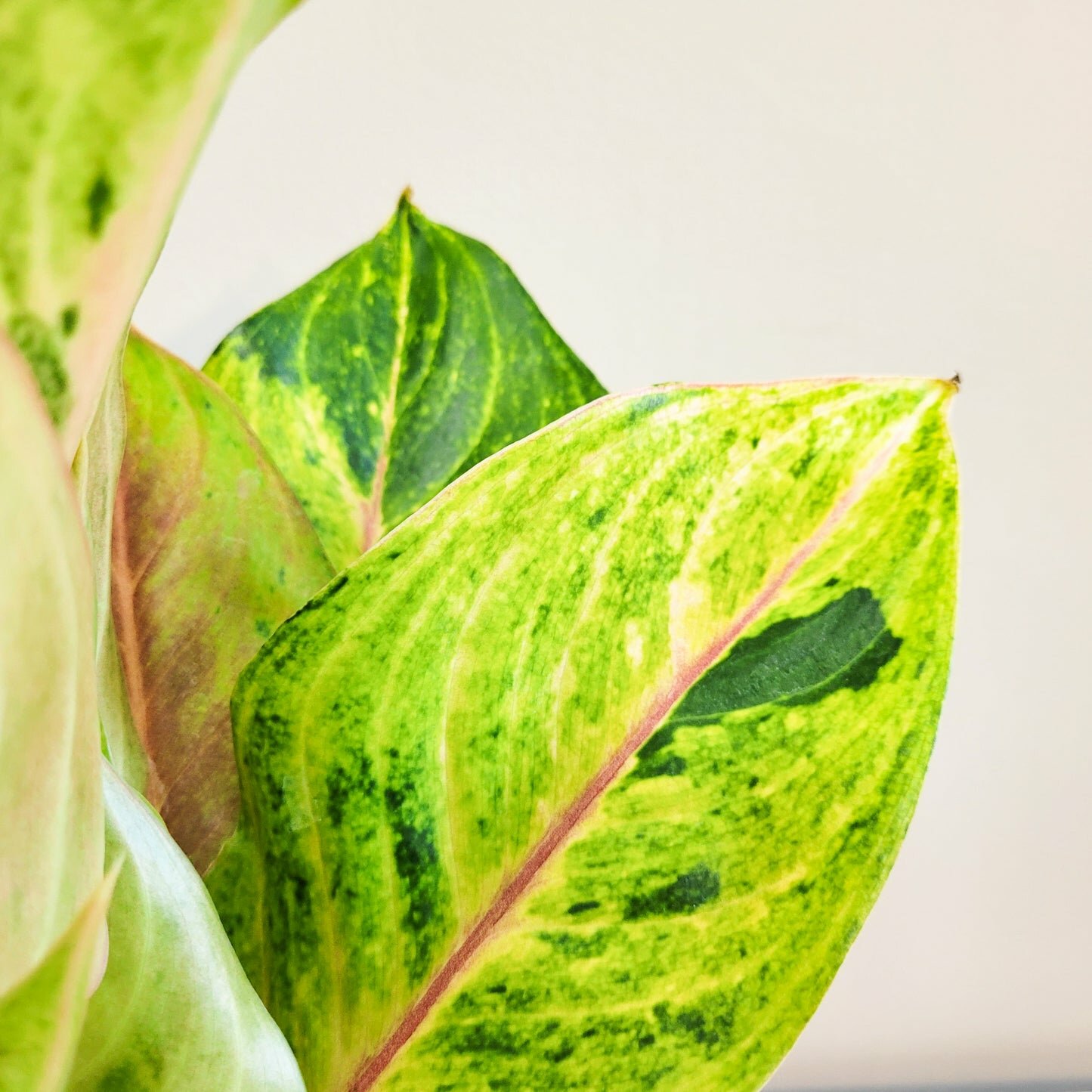 Aglaonema commutatum - Golden Papaya