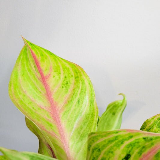 Aglaonema commutatum - Golden Papaya