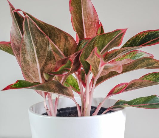 Aglaonema commutatum- Chinese Evergreen Siam Aurora-plant-ThePaintedLeaf-care