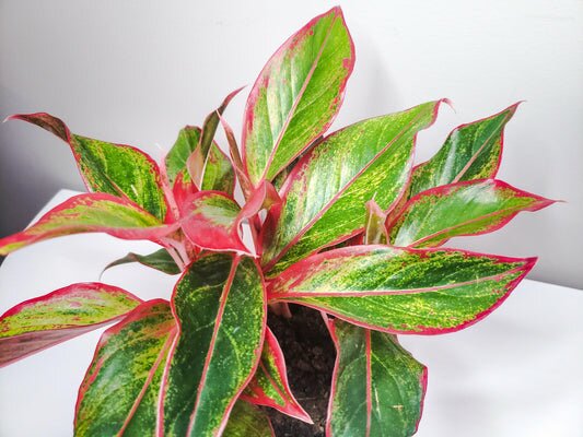 Aglaonema commutatum- Chinese Evergreen Siam Aurora-plant-ThePaintedLeaf-care