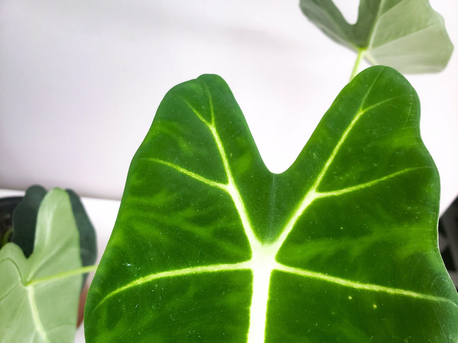 Alocasia micholitziana- Frydek *Local delivery/pick-up only*-Indoor & Outdoor Plants-ThePaintedLeaf-care