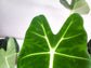 Alocasia micholitziana- Frydek *Local delivery/pick-up only*-Indoor & Outdoor Plants-ThePaintedLeaf-care