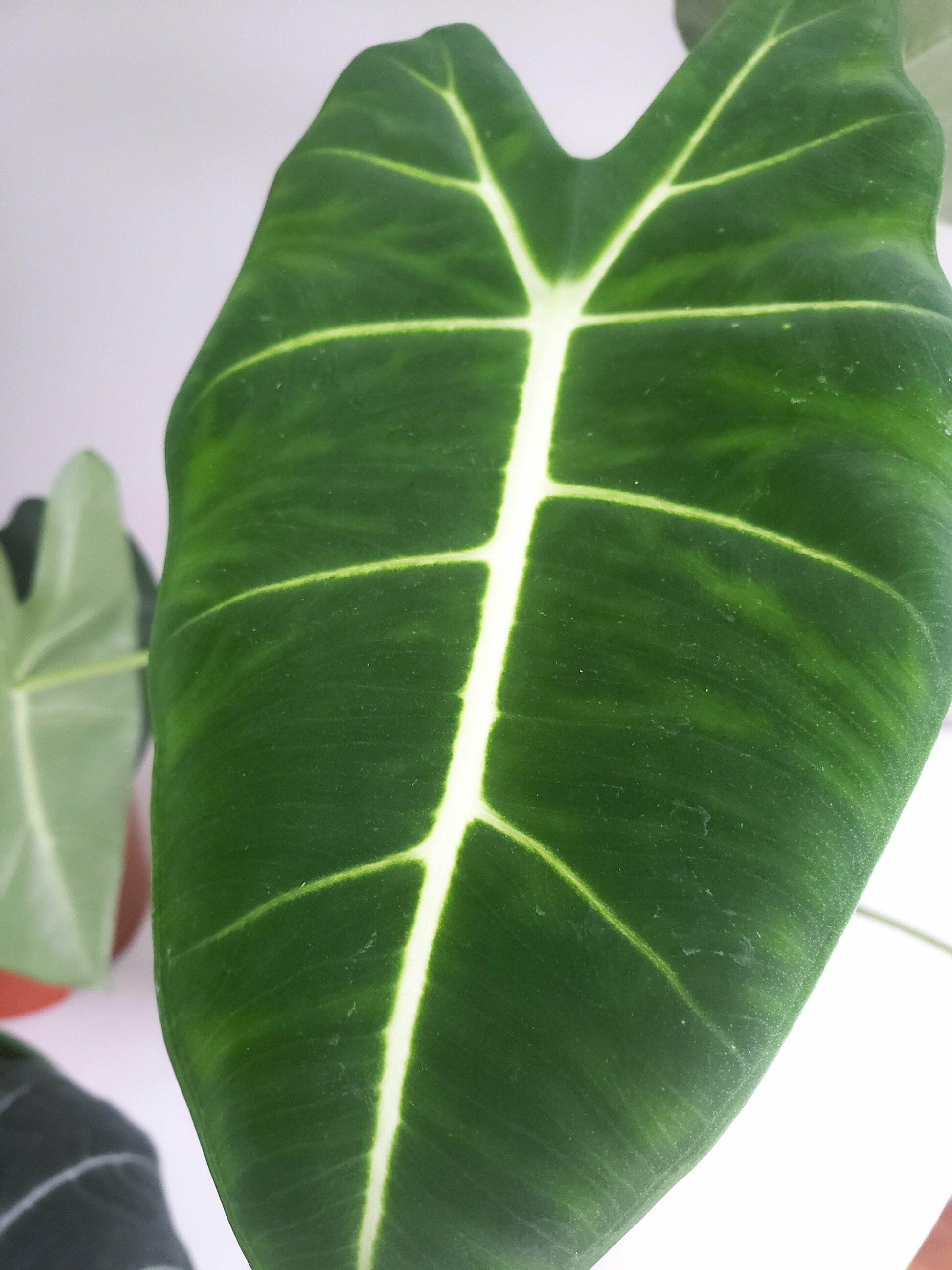 Alocasia micholitziana- Frydek *Local delivery/pick-up only*-Indoor & Outdoor Plants-ThePaintedLeaf-care