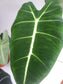 Alocasia micholitziana- Frydek *Local delivery/pick-up only*-Indoor & Outdoor Plants-ThePaintedLeaf-care