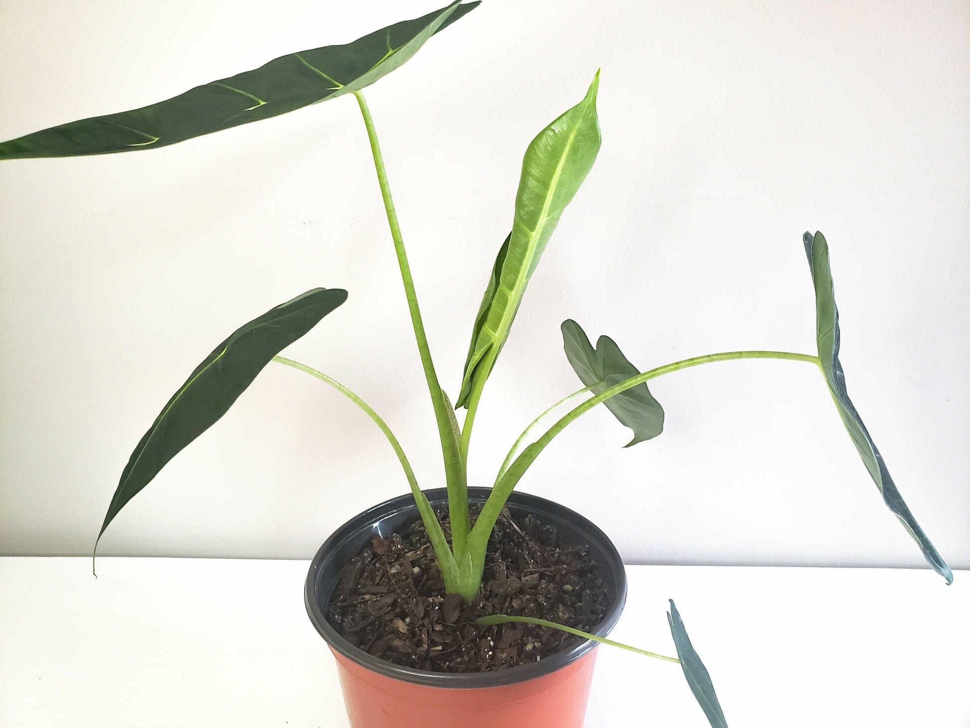 Alocasia micholitziana- Frydek *Local delivery/pick-up only*-Indoor & Outdoor Plants-ThePaintedLeaf-care